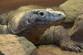 close up photo of komodo dragon
