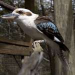 Kookaburra photo