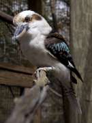 Laughing kookaburra Dottie sits on a branch in its zoo exhibit.