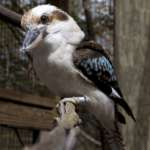 Laughing kookaburra Dottie sits on a branch in its zoo exhibit.