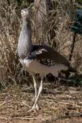 kori bustard standing in habitat