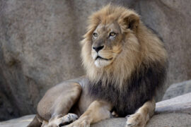 lion laying on rock structure in zoo habitat