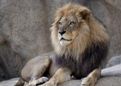 lion laying on rock structure in zoo habitat
