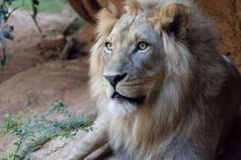 A lion lays in a rock.