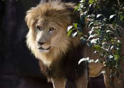 Lion Kamau stands by a small green tree, the sun hitting the side of his face.