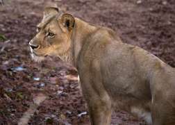 Female lion Kiki