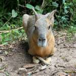 A Patagonian mara lays on the ground.