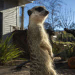 a meerkat stand on its hind legs
