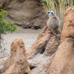 A meerkat sits attentively on top of the concrete termite mount in its zoo exhibit.