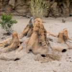 Four meerkats explore their zoo habitat with one sitting on top of concrete termite mounds in the middle.