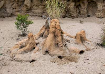 Four meerkats explore their zoo habitat with one sitting on top of concrete termite mounds in the middle.