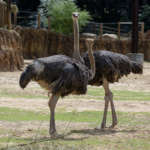 Two ostrich in the African Savanna habitat.