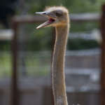 Ostrich with beak open