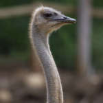 An ostrich