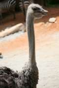 close up of ostrich with mouth open