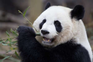 25 Years of Pandas: Oh Baby! 3 Giant panda Po eats a piece of bamboo.