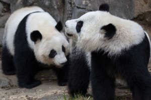 25 Years of Pandas: Oh Baby! 5 two pandas in their outdoor habitat