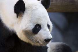 Close up of Yang Yang
