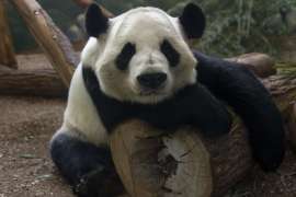 A giant panda rests his head and shoulders on a large log.