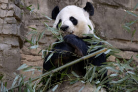 a panda eats bamboo