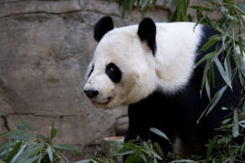 a close up of Yang Yang the panda