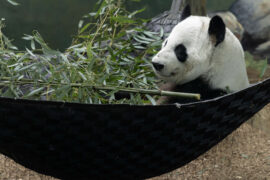 a panda sits in a hammock with bamboo