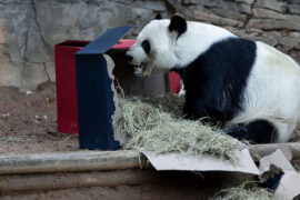 Yang Yang the panda plays with football themed enrichment
