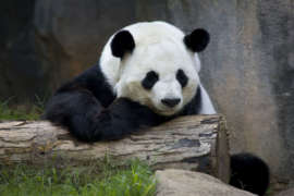Giant panda Yang Yang rest with his head and arms on a log in his zoo habitat.