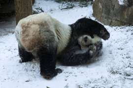 A panda plays in freshly fallen snow.