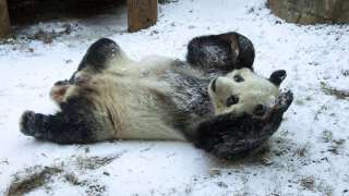 A giant panda rolls in the freshly fallen snow.