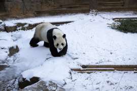 A giant panda walks across a snowy habitat outdoors.