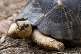 A radiated tortoise sitting on a mulch pile