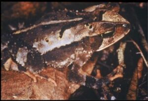 How does research aid in conservation? 1 rb1 2