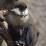 Monkeys of Makokou photo