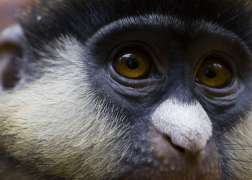 A close look at the yellow eyes and white nose of a Schmidt's guenon.