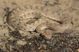 A sidewinder rests on a bed of sand.
