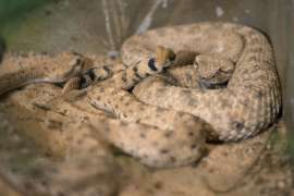 Two sidewinders rest next to each other in their zoo habitat.