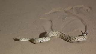 A sidewinder sidewinds through sand leaving its telltale track behind it.