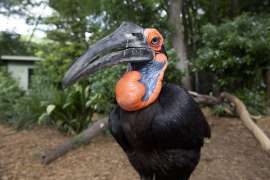 Female southern ground hornbill Zazu