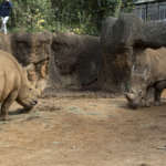 Southern white rhino Mumbles eats and keeps an eye on Kiazi.