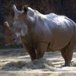 Southern white rhino Kiazi stands covered in mud.