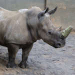 Southern white rhino Kiazi in a behind-the-scenes area.