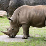 close up of Mumbles the white rhino