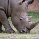 Southern white rhino Mumbles grazes in his zoo habitat.