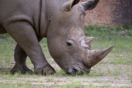 Southern white rhino Mumbles grazes in his zoo habitat.
