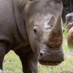 close up of Mumbles the rhino