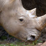 A white rhino's profile showing a close up view of the rhino's face