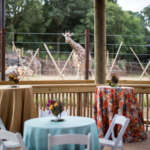 special events tables are set in front of the African Savanan
