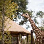 A giraffe reaches over the cables of its exhibit to eat a tree in front of a wooden structure.