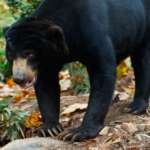Sun bear Xander